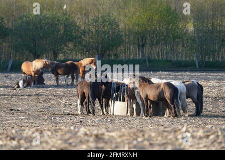 06 maggio 2021, Schleswig-Holstein, Dätgen: I cavalli sono in piedi in un paddock. Foto: Marcus Brandt/dpa Foto Stock