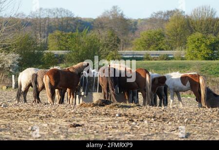 06 maggio 2021, Schleswig-Holstein, Dätgen: I cavalli sono in piedi in un paddock. Foto: Marcus Brandt/dpa Foto Stock