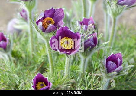 Purple Pasqueflower (Pulsatilla) fiorisce in un giardino. Primo piano. Foto Stock