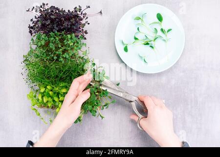 La donna taglia i micro-verdi con forbici e pone i germogli su un piatto. Microvered mix, coltivato a casa. Foto Stock