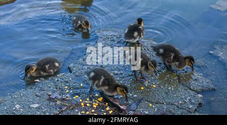 Una covata di anatroccoli di mallard picchia al laghetto e beve acqua. Le anatre sono di colore giallo pallido e marrone. Foto Stock