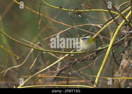 Comune Firecrest (Regulus ignicapilla) arroccato su un ramoscello di Willow Foto Stock