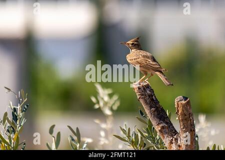 La larice crestata (cristata in Galleria) è una specie di uccello della famiglia delle larkeae. Foto Stock