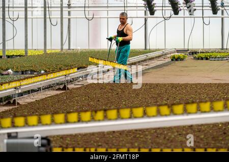 Attività di orticoltura, serra, piante giovani appena in vaso sono posti su letti per crescere lì, Straelen, NRW, Germania, Foto Stock