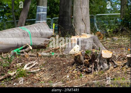 Aylesbury vale, Buckinghamshire, Regno Unito. 11 Maggio 2021. Thames Valley Police sono stati chiamati da Stop HS2 dimostranti oggi come HS2 sono stati abbattimento alberi a Jones Hill Wood nonostante la licenza concessa a HS2 da Natural England presumibilmente scaduto. Rari pipistrelli barbastelle sono noti per arrostarsi nei boschi. Si dice che i boschi abbiano ispirato l'autore locale Roald Dahl a scrivere il famoso romanzo per bambini, il fantastico MR Fox. La High Speed Rail 2 da Londra a Birmingham sta attraversando un'enorme cicatrice di Chilterns. Credito: Maureen McLean/Alamy Foto Stock