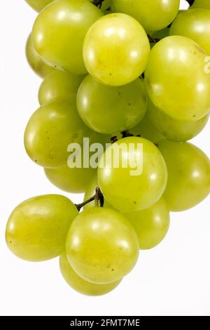 Green Grapes (Muscat) bello tagliato di fresco e fotografato cluster isolato Foto Stock
