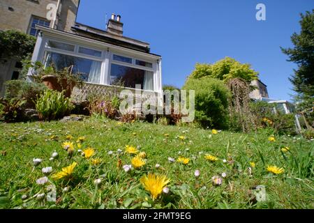 Dandelions e Daisies che fioriscono in un prato lasciato disgemito per permettere fiori selvatici per fiorire e insetti per nutrirsi, Wiltshire giardino, Regno Unito, maggio. Foto Stock