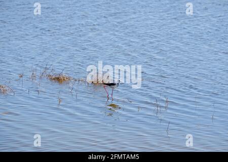 Lappatura alata nera sulle gambe a palafitte cerca cibo in acque poco profonde in una giornata di sole. Vita degli uccelli in natura. Foto Stock
