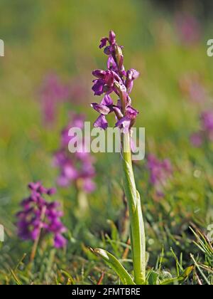 Picco fiorito di Orchid con alata verde (Anacamptis morio) con rugiada all'alba in erba prato habitat Lancashire, Inghilterra, Regno Unito Foto Stock