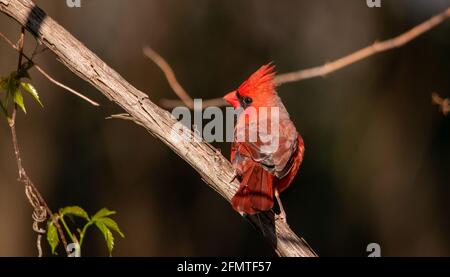 Un bel cardinale maschile del Nord, dai colori vivaci Foto Stock