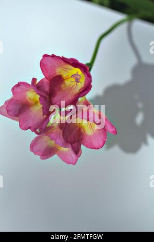 Freesias rosa in fiore su uno sfondo bianco Foto Stock