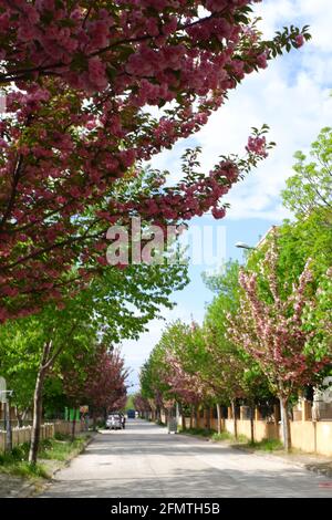 Alberi con fiori rosa a lato della strada Foto Stock