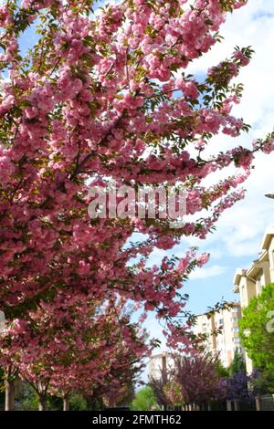 Alberi con fiori rosa a lato della strada Foto Stock