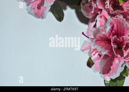 Azalee rosa in fiore su uno sfondo bianco Foto Stock