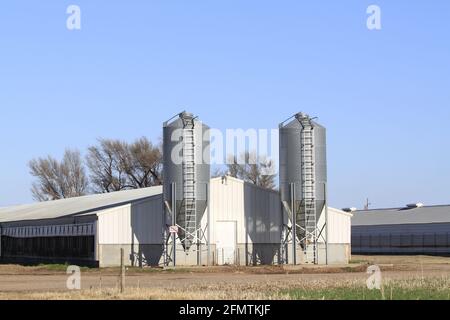 Kansas Pig Farm con bidoni di grano alle estremità con cielo blu fuori nel paese in un giorno colorato. Foto Stock