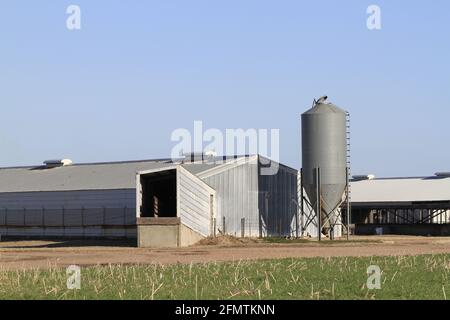 Kansas Pig Farm con bidoni di grano alle estremità con cielo blu fuori nel paese in un giorno colorato. Foto Stock