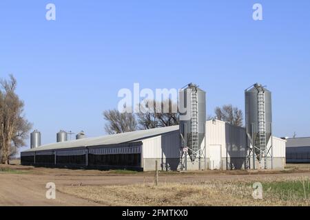 Kansas Pig Farm con bidoni di grano alle estremità con cielo blu fuori nel paese in un giorno colorato. Foto Stock