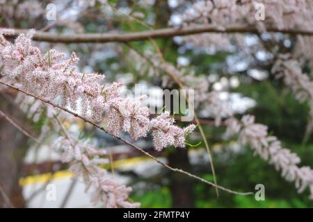 Fiori bianchi piccoli su albero all'aperto, farfalla cespuglio Foto Stock
