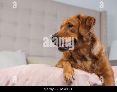 Profilo Golden Retriever sul letto rosa chiaro guarda fuori Telaio Foto Stock