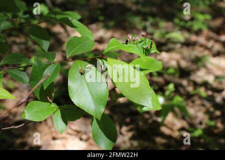 Finger Gall causato da acari su una giovane ciliegia nera Albero Foto Stock