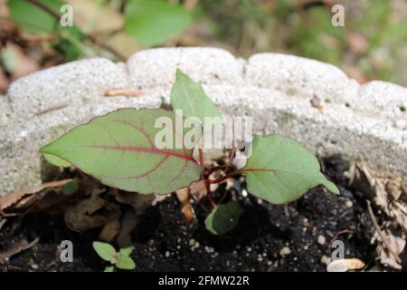 Un giapponese Knotweed Sprout Foto Stock