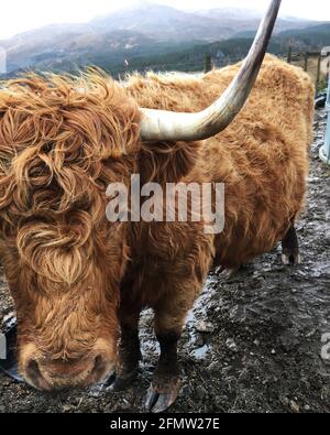 Primo piano della bella scozzese Highland Cow che mostra fuori di esso Testa riccia di capelli e corno curvo lungo Foto Stock