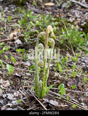 Fiddlehead felci che crescono nelle Adirondack Mountains, NY USA all'inizio della primavera. Foto Stock