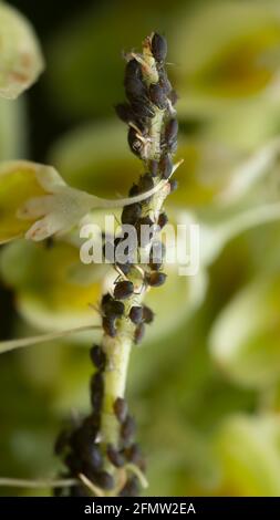 Molti afidi su gambo di pianta Foto Stock