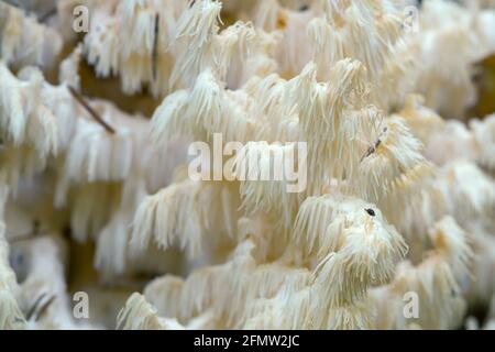 Primo piano del fungo dei denti di Corallo, coralloides di Hericium Foto Stock