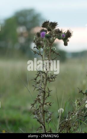 Lancia Thistle, Circium vulgare di fronte ad un prato Foto Stock