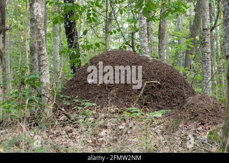 Grande ananthill in foresta decidua Foto Stock