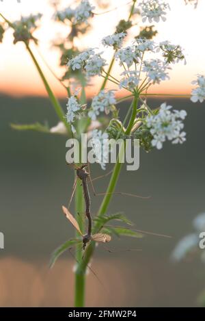 I palangari papà si accoppiano sul caraway al tramonto Foto Stock