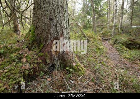 Danno su albero dopo che il woodpacker che prova a trovare gli insetti dentro il legno Foto Stock