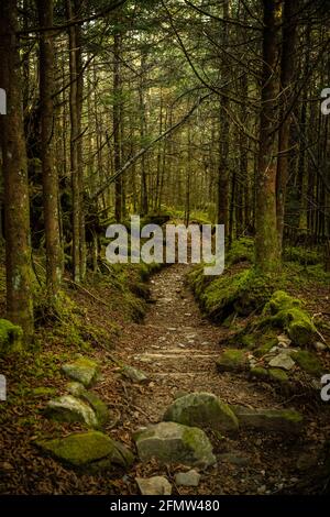 Trail Heads Downhill attraverso Mossy Forest in Great Smoky Mountains Parco nazionale Foto Stock