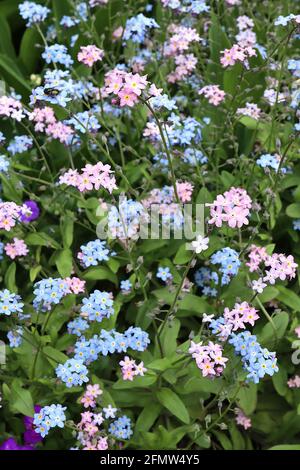 Myosotis alpestris ‘Rosa’ rosa alpina Forget-me-not Myosotis sylvatica ‘Blu’ blu legno Forget-me-nots maggio, Inghilterra, Regno Unito Foto Stock