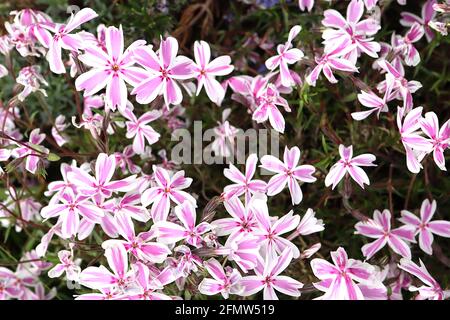Phlox subulata ‘Candy Stripe’ Flox strisciante Candy Stripe – fiori bianchi a forma di stella con pennellate rosa e piccoli segni di cerise basali Foto Stock