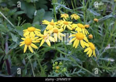 Senecio squalidus Oxford ragwort – teste gialle di fiori margherita in cima a foglie profondamente lobate e dentellate, maggio, Inghilterra, Regno Unito Foto Stock