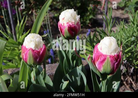 Tulipa ‘Ice Cream’ Double Late 11 Ice Cream Tulip – Peony forma fiori panna doppi pallidi in cima ai petali rosa profondi con striscia centrale verde, maggio, Regno Unito Foto Stock