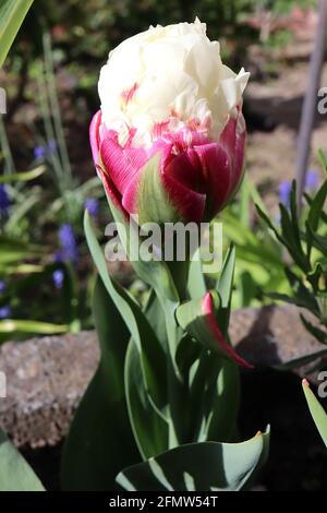 Tulipa ‘Ice Cream’ Double Late 11 Ice Cream Tulip – Peony forma fiori panna doppi pallidi in cima ai petali rosa profondi con striscia centrale verde, maggio, Regno Unito Foto Stock