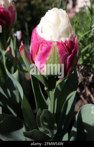 Tulipa ‘Ice Cream’ Double Late 11 Ice Cream Tulip – Peony forma fiori panna doppi pallidi in cima ai petali rosa profondi con striscia centrale verde, maggio, Regno Unito Foto Stock