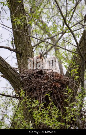 Un grande gufo cornuto siede in un vecchio nido di falco con un pulcino che si stima abbia circa 3 settimane di età vicino al fiume Rouge a Markham, Ontario. Foto Stock
