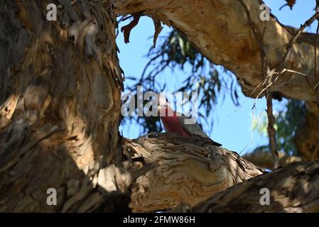 Una galà appollaiata in modo sicuro in un albero di eucalipto Foto Stock