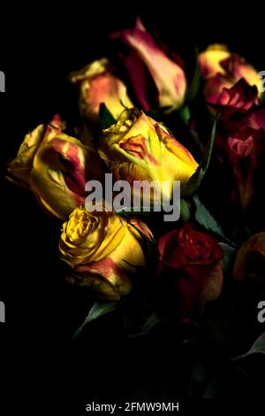 Bouquet di rose gialle e rosse su sfondo nero Foto Stock