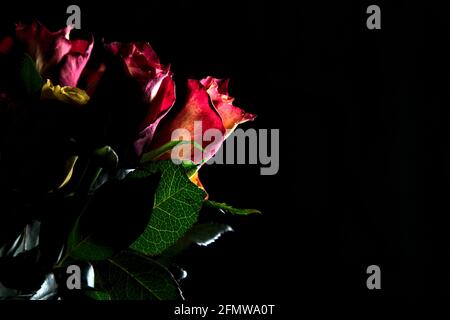 Bouquet di rose gialle e rosse su sfondo nero Foto Stock