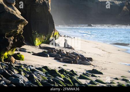 Leone di mare, colonia di foche poggia sulla pietra. Foto Stock