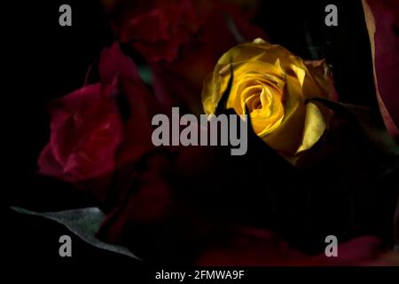 Bouquet di rose gialle e rosse su sfondo nero Foto Stock