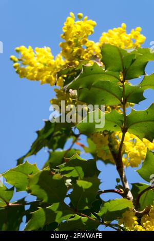 Arbusto in fiore Fiori gialli uva Oregon Mahonia aquifolium Mahonia Apollo Foto Stock