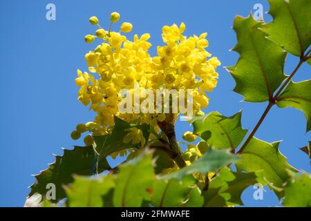 Fiori gialli alti Oregon Grape Mahonia aquifolium Oregon Grape Holly Mahonia "Apollo" Fiore fioritura Primavera fioritura fioritura Fiori agrifoglio Barberry Blooms Foto Stock