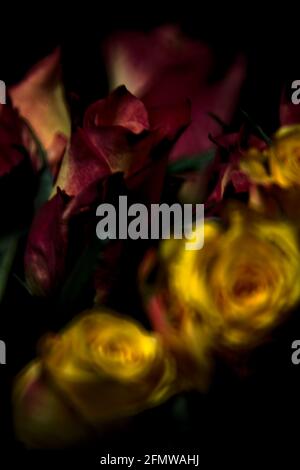 Bouquet di rose gialle e rosse su sfondo nero Foto Stock