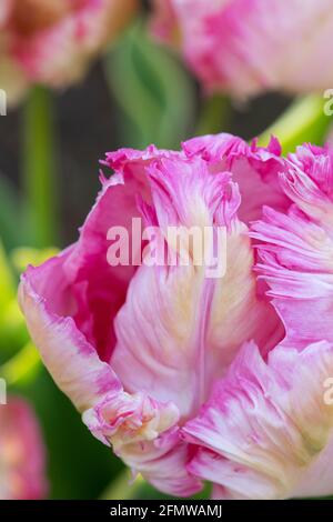 Tulipa. Parrot Tulip fiore. REGNO UNITO Foto Stock